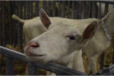 A sheep raises his head over the rim of its pen while visitors walk by at the 2016 PA Farm Show. 