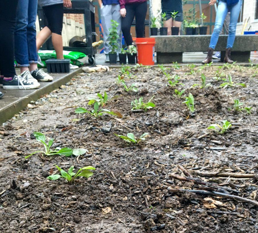 HHS Students stand around the plants they just planted on April 29th, 2016. These small plants were put into a foot deep hole then surrounded by the old mulch.
