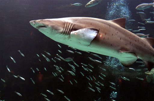 A shark swims around during a feeding demonstration at the Two Oceans Aquarium in Cape Town, South Africa, Wednesday, Sept. 6, 2006. A unique shark spotting program to protect surfers and swimmers against  sharks is to be expanded, government officials and environmentalists said Thursday. Sept. 14, 2006.  Experts agreed that people posed a far greater risk to sharks than the other way around, (AP Photo/Denis Farrell)