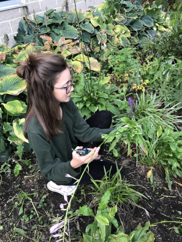 HHS junior, Emily Longenecker, pulls weeds in the courtyard on Community Day. Garden Club advisor Mrs. White noted the importance of trimming the weeds close to the roots. (Broadcaster/ Marisa Balanda