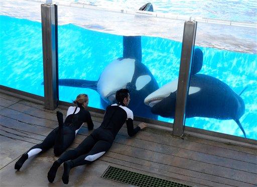 In a March 7, 2011 photo, Kelly Flaherty Clark, left, director of animal training at SeaWorld Orlando, and trainer Joe Sanchez work with killer whales Tilikum and Trua, right, during a training session at the theme parks Shamu Stadium in Orlando, Fla. SeaWorld Orlando officials say Tilikum, the killer whale that drowned a trainer at the facility last year, is slated to perform for the first time since the death, in the parks Believe show, beginning Wednesday morning, March 30, 2011. (AP Photo/Phelan M. Ebenhack)