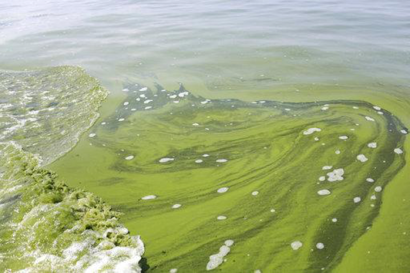  In this Aug. 3, 2014, file photo, an algae bloom covers Lake Erie near the City of Toledo water intake crib about 2.5 miles off the shore of Curtice, Ohio. Several environmental groups in Ohio and Michigan are suing the U.S. Environmental Protection Agency, saying the agency isnt doing enough to protect Lake Erie from toxic algae. The federal lawsuit filed Tuesday, April 25, 2017, said the EPA needs to step in and take action under the Clean Water Act. Algae blooms in the shallowest of the Great Lakes have fouled drinking water in recent years and are a threat to wildlife and water quality. (AP Photo/Haraz N. Ghanbari, File)
