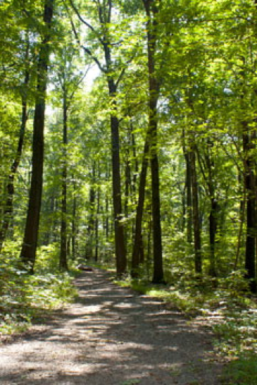 Boyd Big Tree Preserve Conservation Area has over 12 miles of trail for every level of hiker. This conservation area was founded in 1999. (Boyd Big Tree Preserve Conservation Area)