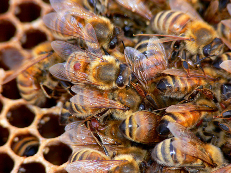 These are honeybees like the ones killed in Wild Honey Hill farm. The boys killed all the bees that were on the farm last season, but the farm is going to start another hive this coming spring. (Brad Smith/CC BY-NC 2.0)