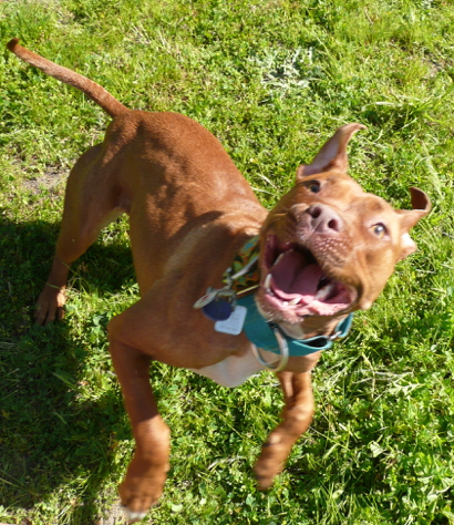 This happy Pit Bull pictured above is anything but mean. Pit Bulls have an extremely high passing rate of 87.4 percent, according to the ATTS. (Creative Commons)
