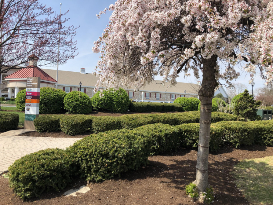 Cherry blossom tree and bushes grow in front of the Hershey Motor Lodge on Sunday, April 14, 2019. The Lodge has 665 rooms available for guests to stay in year round. (Broadcaster/Ashlyn Weidman)
