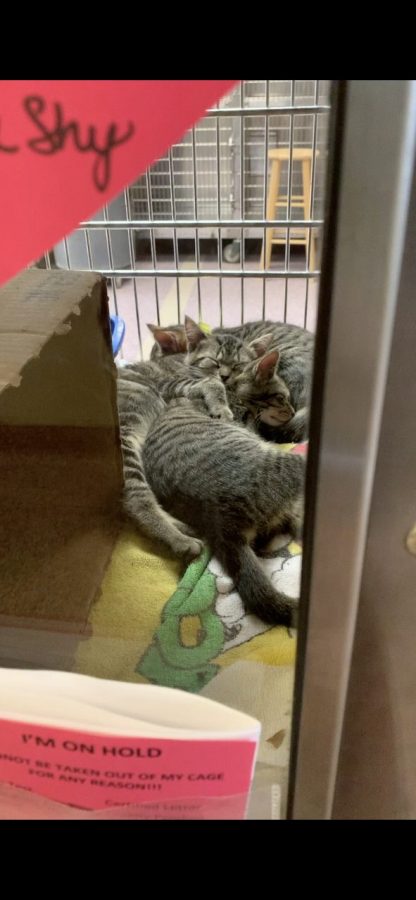 A group of kittens are fast asleep despite the business of the HSHS shelter around them. All of these kittens are on hold for adoption, indicated by the pink slip in the bottom left.(Broadcaster/Angelina Memmi)