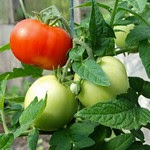 Tomatoes are simple plants to grow and maintain outdoors. It is best to begin growing tomatoes once temperatures start to warm up. (Jevgeniji Slihto CC By 2.0)