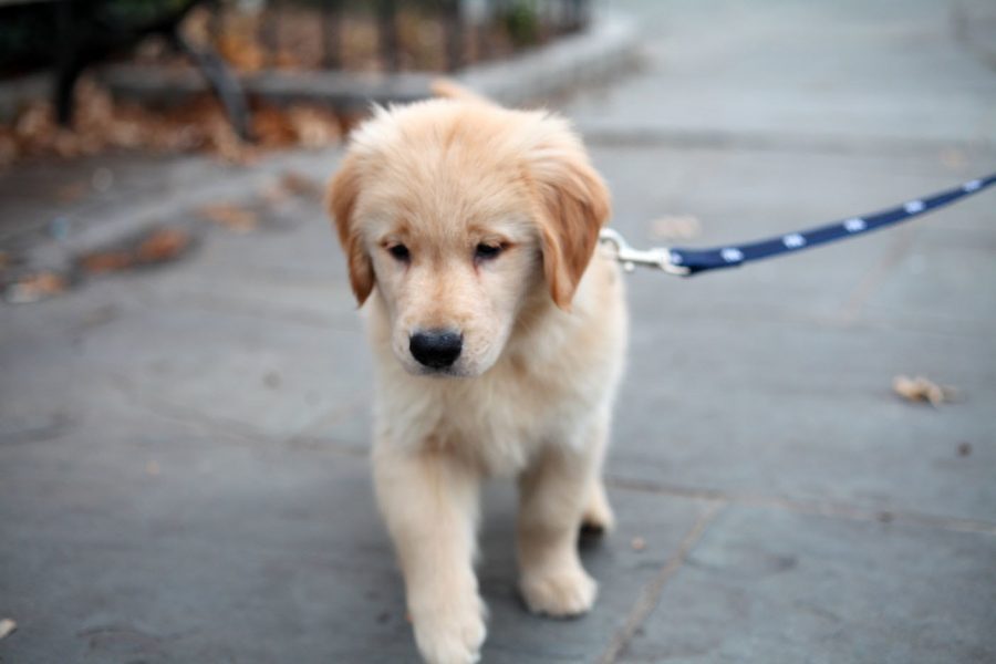 Dogs like people need exercise and this Golden Retriever puppy is no different.  Helping a neighbor by walking their dog is an easy way to maintain safe social distancing and still do them a favor.  (ccho/CC BY-NC-ND 2.0)
