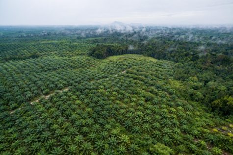 Aerial footage of palm oil and the forest in Sentabai Village, West Kalimantan, 2017 (Nanang Sujana/CIFOR/CC BY-NC-ND 2.0).