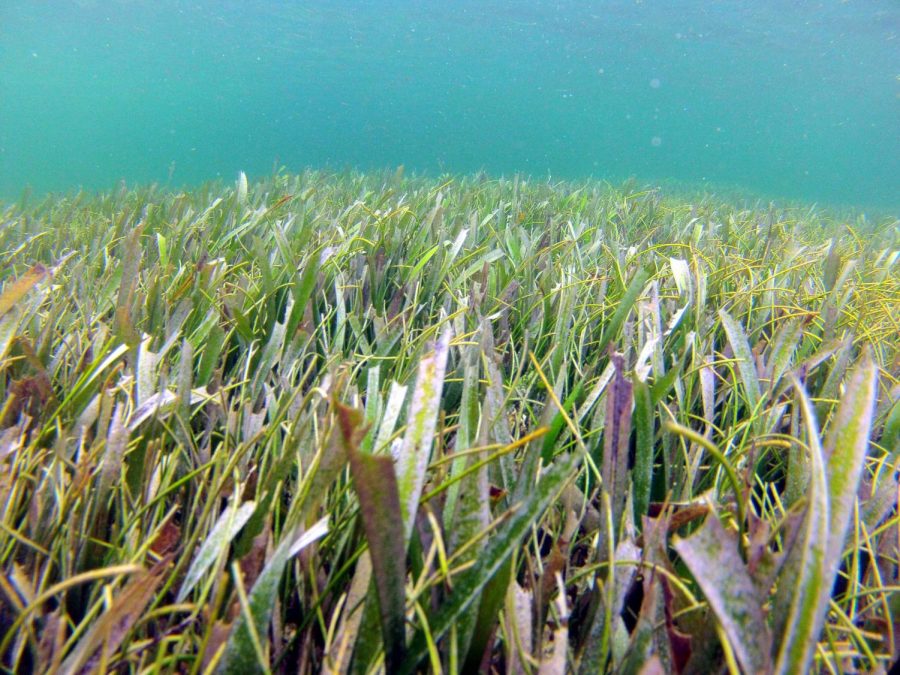 Belize seagrass meadow.  Steven J Lutz, GRID-Arendal/CC BY-NC 2.0
