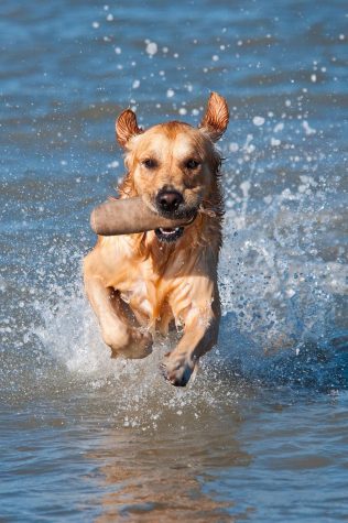 Pistache, a Golden Retriever, bounds through the waves.  National Work Like a Dog Day is August 5, 2021. (Thierry Marysael/CC BY-NC-ND 2.0)