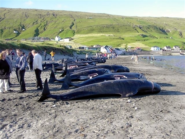 Environmentalists+decry+slaughter+of+1500+White-Sided+Dolphins+in+traditional+Faroe+Islands+hunt