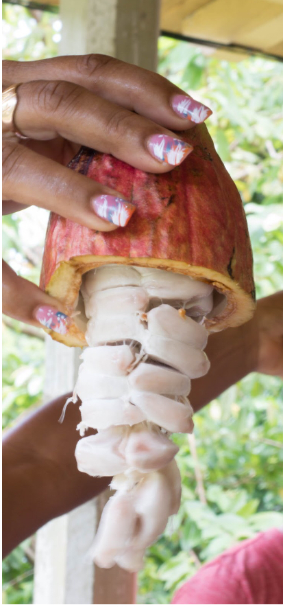 A person holds an opened cacao pod. The beans of the pod are used in chocolate production. (Ian Glover/CC BY-NC 2.0)

