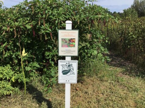 A sign with photos of monarch butterflies is posted outside of the Monarch Butterfly and Pollinator Conservation Area garden in Hershey. The garden was established to improve pollination from monarch butterflies and bees. (Broadcaster/Ashley Bu)