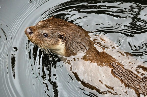 ZooAmerica Hosts Events to Celebrate Their Animal of the Month