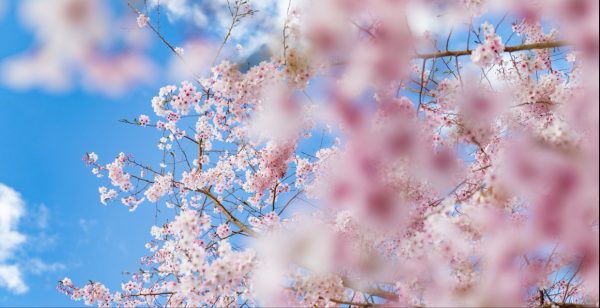 Spring Awakens: A Season of Renewal Began on March 20, 2025