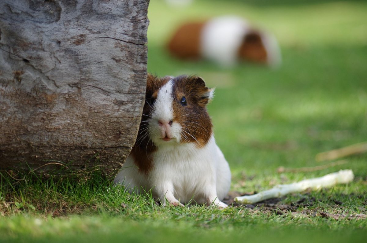 Celebrate Guinea Pig Appreciation Day: July 16