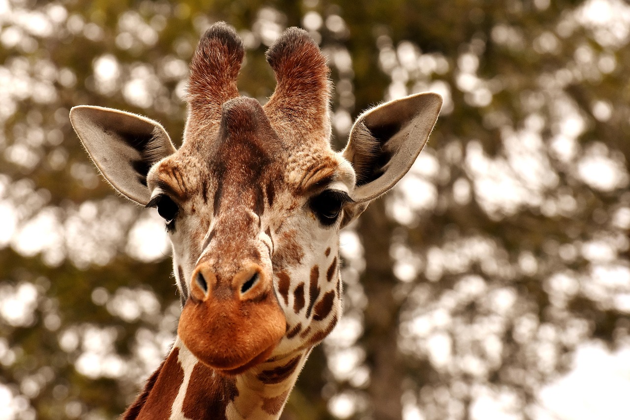 Mini Crossword, Sept. 30, Zoo Animals