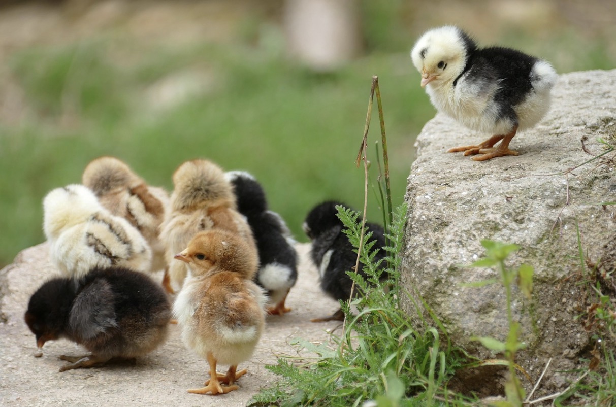 Mini Crossword, Feb. 24, Farm Animals