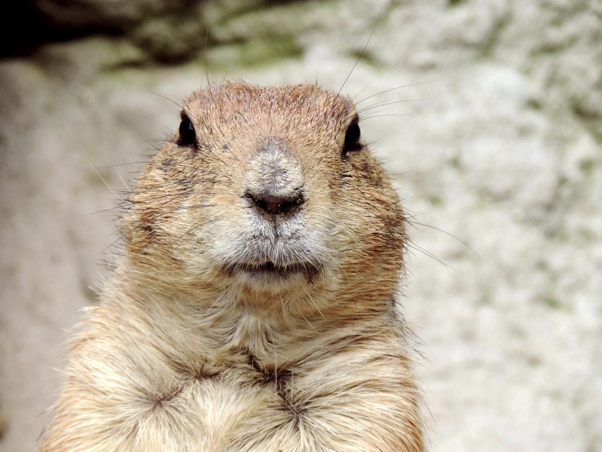 Mini Crossword, Feb. 2, Groundhog Day