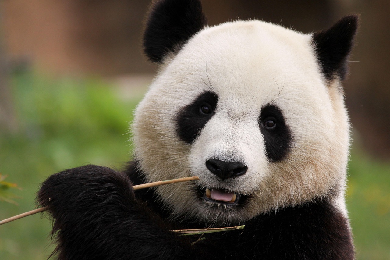 Mini Crossword, March 16, Pandas