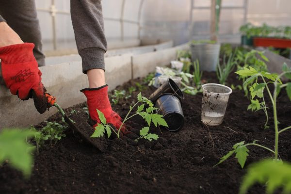 How to start a backyard vegetable garden