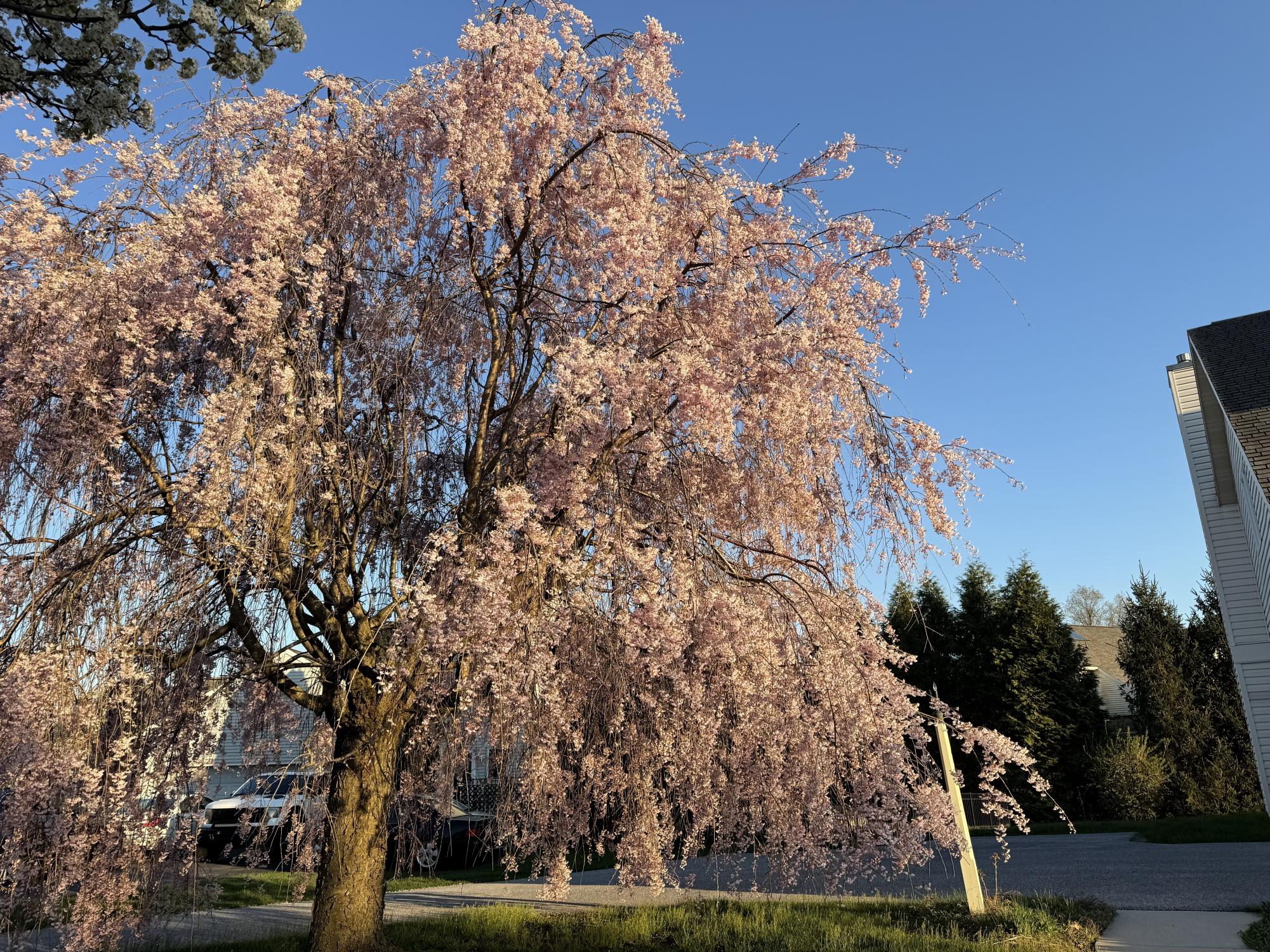 A unique pink blossom tree stands tall along a residential street in the Stone Creek neighborhood on April 10, 2026. Lit by the afternoon sun, the tree’s vibrant blooms capture the essence of the spring season. (Broadcaster/Conner Moodie)