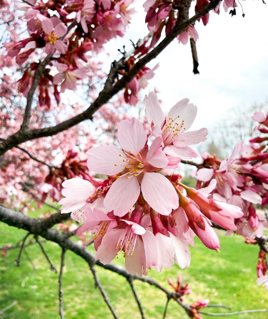 Hershey Gardens cancel 2026 Easter Sunrise Service